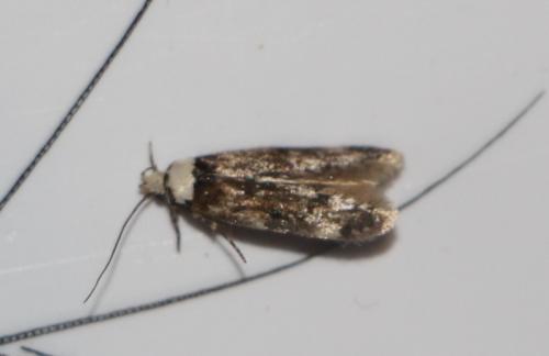 Endrosis sarcitrella